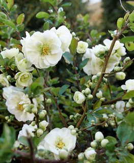 Double Take Eternal White Flowering Quince, Chaenomeles Speciosa
Proven Winners
Sycamore, IL