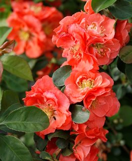 Double Take Peach Quince, Peach Flowers, Flowering Shrub
Proven Winners
Sycamore, IL