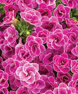 Doublette Love Swept Calibrachoa, Doulble Calibrachoa, Pink Flowers
Proven Winners
Sycamore, IL