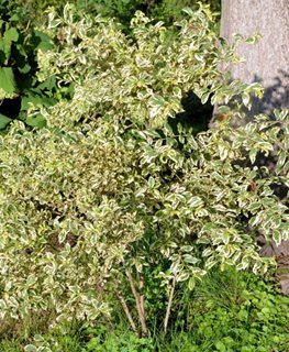 Duet Beautyberry, Callicarpa Dichotoma, White Berry Plant
Millette Photomedia