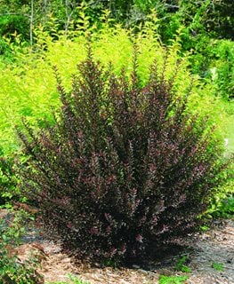 Dwarf Ninebark, Little Devil
Millette Photomedia