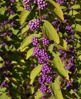 Early Amethyst, Callicarpa Dichotoma, Purple Berries
Millette Photomedia