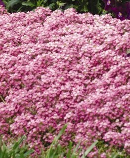 Alyssum How To Plant Care For Sweet Alyssum Flowers Garden Design Alyssum How To Plant Care For Sweet Alyssum Flowers Garden Design