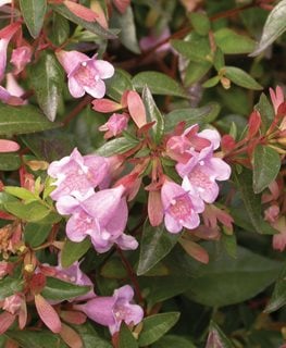 Edward Goucher Abelia, Pink Flowering Shrub
Millette Photomedia