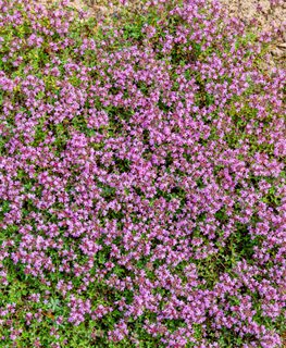 Elfin Thyme