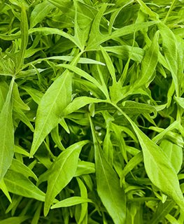 Emerald Lace sweet potato vine