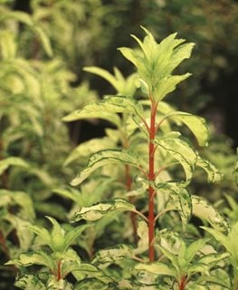 Fiesta Forsythia, Forsythia Intermedia, Green And Yellow Leaves
Spring Meadow Nursery
Grand Haven, MI