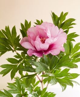 First Arrival, Peony, Pink Flower
Garden Design
Calimesa, CA