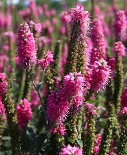 First Love Speedwell, Veronica Hybrid
Shutterstock.com
New York, NY