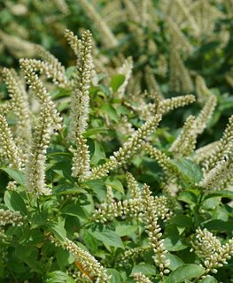 Fizzy Mizzy Sweetspire, Itea Virginica
Proven Winners
Sycamore, IL