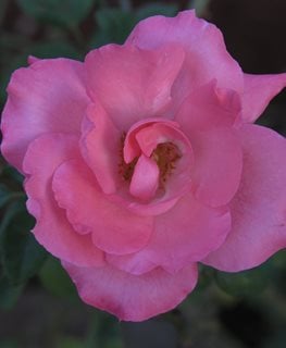 Flower Carpet, Rosa, Pink
Pixabay