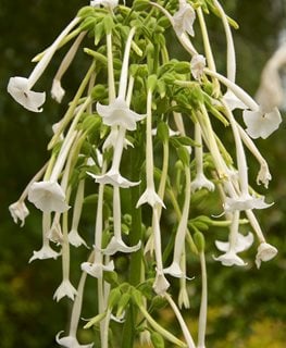 Flowering Tobacco, Nicotiana Sylvestris
Garden Design
Calimesa, CA