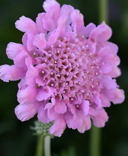 Flutter Rose Pink Scabiosa, Pincushion Flower
Proven Winners
Sycamore, IL