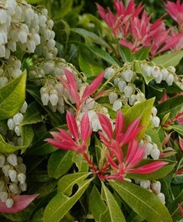 Forest Flame Pieris, Pieris Japonica
Shutterstock.com
New York, NY