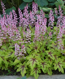 Fun and Games® Eye Spy heucherella