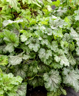 Fun and Games® Shadow Tag heucherella