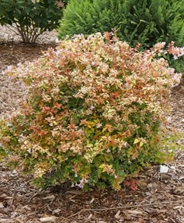 Funshine Abelia, Evergreen Shrub
Proven Winners
Sycamore, IL