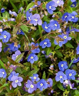 Georgia Blue Creeping Speedwell, Veronica Peduncularis
Garden Design
Calimesa, CA