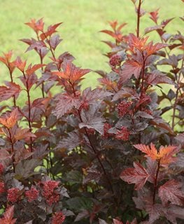 Ginger Wine Ninebark, Ninebark Plant
Proven Winners
Sycamore, IL