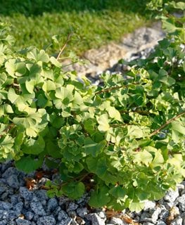 Ginkgo Mariken, Dwarf Ginkgo
Shutterstock.com
New York, NY
