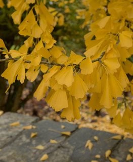 Ginkgo Saratoga, Ginkgo Biloba
Shutterstock.com
New York, NY