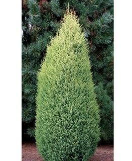Gold Cone Common Juniper, Juniperus Commonis, Upright Shrub
Spring Meadow Nursery
Grand Haven, MI