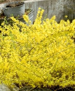 Gold Tide Forsythia, Forsythia Hybrid, Small Shrub
Spring Meadow Nursery
Grand Haven, MI