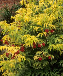 Golden Elderberry, Sambucus Canadensis Aurea
Alamy Stock Photo
Brooklyn, NY