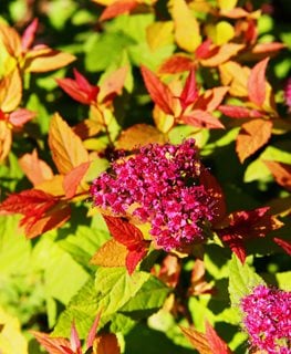 Goldflame Spirea, Spiraea Japonica
Shutterstock.com
New York, NY