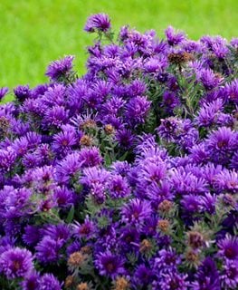 Grape Crush New England Aster