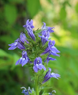 Great Blue Lobelia, Lobelia Siphilitica, Blue Flower
Shutterstock.com
New York, NY