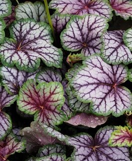 Green Spice Heuchera, Green Spice Coral Bells
Shutterstock.com
New York, NY