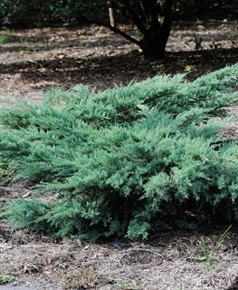 Grey Owl Red Cedar Juniper, Juniperus Virginiana, Evergreen Shrub
Millette Photomedia