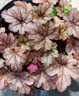 'Gunsmoke' heucherella
