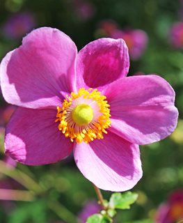 Hadspen Abundance Anemone, Anemone Huphensis
Shutterstock.com
New York, NY