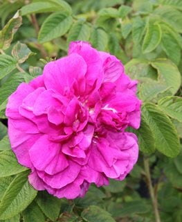 Hansa Rose, Rosa Rugosa Hansa, Pink Rose
Shutterstock.com
New York, NY