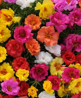 Happy Hour Portulaca Mix, Portulaca Grandiflora, Portulaca Flowers
Ball Horticultural Company
Chicago, IL