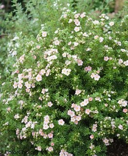Happyface Pink Paradise Potentilla, Potentilla Fruticosa, Pink Flower
Proven Winners
Sycamore, IL