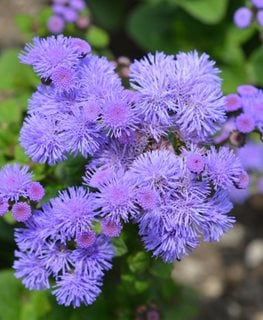 Hawaii Blue Floss Flower, Ageratum Houstonianum, Blue Floss Flower
Shutterstock.com
New York, NY