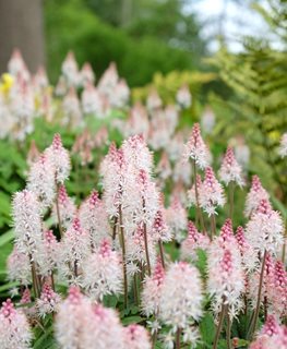 Heartleaf Foamflower, Tiarella Cordifolia
Shutterstock.com
New York, NY