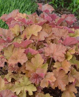 Heuchera ‘caramel’, Heuchera, Coral Bells
Walters Gardens