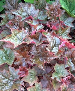 Heuchera ‘palace Purple’, Coral Bells Plant
Walters Gardens