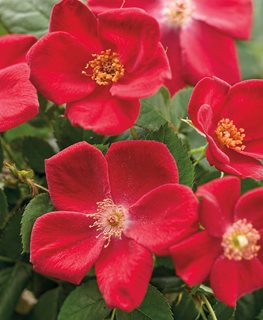 Home Run, Red, Rose Shrub
Proven Winners
Sycamore, IL