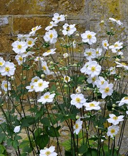 Honorine Jobert Anemone, Anemone Hybrid, White Flowers
Shutterstock.com
New York, NY