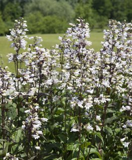 Husker Red Plant, Penstemon Digitalis
Shutterstock.com
New York, NY