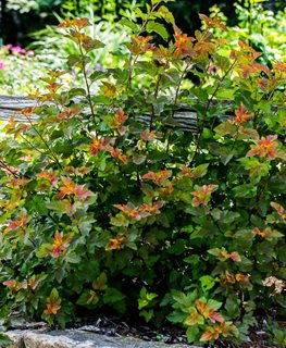 Hybrid Ninebark, Amber Jubilee
Millette Photomedia