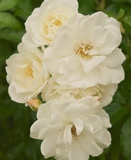 Iceberg Rose, Rosa, White Rose
Garden Design
Calimesa, CA