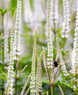 Icicle Spike Speedwell, Veronica Spicata
Alamy Stock Photo
Brooklyn, NY