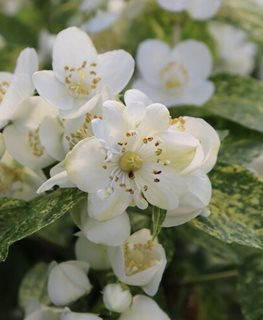 Illuminati Sparks Mockorange, Philadelphus Coronarius
Proven Winners
Sycamore, IL