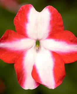 Imara Orange Star, Impatiens Walleriana, Orange And White Flower
Syngenta Flowers
Gilroy, CA